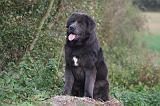 DOGUE DU TIBET 608